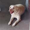 JESSY- Labrador sucht neues Zuhause