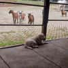 JESSY- Labrador sucht neues Zuhause