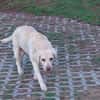 JESSY- Labrador sucht neues Zuhause
