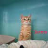 Baston