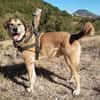 Saez