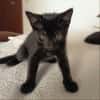 FILOU