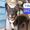 YAKI (UNION ANIMAL)