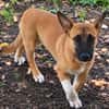 Isis la mini croisée malinoise