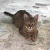 COCOTTE