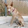 SIROCCO (Union Animal)