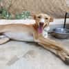 SIROCCO (Union Animal)