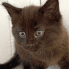Salem and Binx