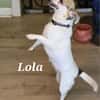 LOLA