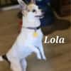 LOLA