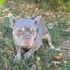 Französisches Bulldoggen Mädchen