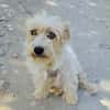 Chara ein norfolk Terrier Mix