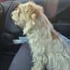 Chara ein norfolk Terrier Mix