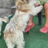 Chara ein norfolk Terrier Mix