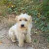 Chara ein norfolk Terrier Mix