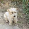 Chara ein norfolk Terrier Mix