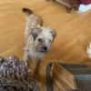 FRIDA - wünscht sich sehnlichst ein Zuhause