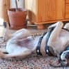 Janeiro sucht vertrauensvolles Zuhause