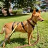 Lola kleine Podena sucht ihr Zuhause für Immer