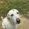 Jerry, liebenswerter Hundemann, ca.9 Jahre