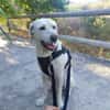 Jerry, liebenswerter Hundemann, ca.9 Jahre