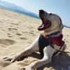 Jerry, liebenswerter Hundemann, ca.9 Jahre
