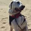 Jerry, liebenswerter Hundemann, ca.9 Jahre