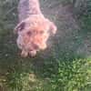 Schmuseterrier Marc sucht seine Familie