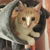 Stephan Freundlicher Kater sucht harmonische Familie