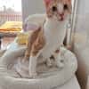 Stephan Freundlicher Kater sucht harmonische Familie