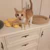 Stephan Freundlicher Kater sucht harmonische Familie