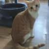 Stephan Freundlicher Kater sucht harmonische Familie