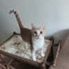 Stephan Freundlicher Kater sucht harmonische Familie