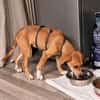 Jette sucht ihre Familie