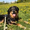 Marlowe, su. erfahrene Besitzer VIDEO