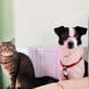 JackRussell-Mix EMiL braucht Hilfe