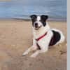 JackRussell-Mix EMiL braucht Hilfe