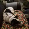 JackRussell-Mix EMiL braucht Hilfe