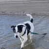JackRussell-Mix EMiL braucht Hilfe