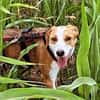 LORENZO - sucht ein Zuhause......