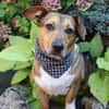 Milo -kinderlieb und eine Seele von Hund