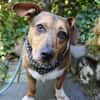 Milo -kinderlieb und eine Seele von Hund