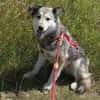 Yuma,unser Sensibelchen, sucht ihre Menschen