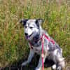 Yuma,unser Sensibelchen, sucht ihre Menschen
