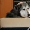 Yuma,unser Sensibelchen, sucht ihre Menschen