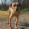 Notfall!! Pflegestelle gesucht