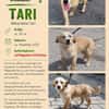 Tari ist eine bezaubernde, liebe und aktive Hündin!