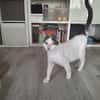 Orpheus, lebensfroher Kuschelkater, 11 Monate