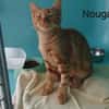 Nougat