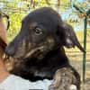 ROGUE